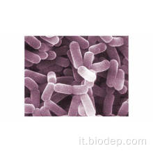 200b/g di probiotici del supplemento dietetico L. Casei